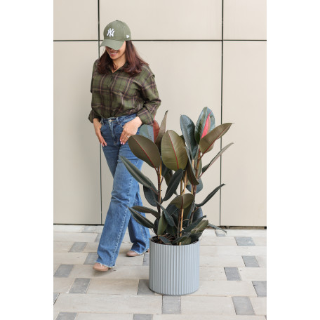 Фикус Эластика Абиджан в дизайнерском граненом кашпо