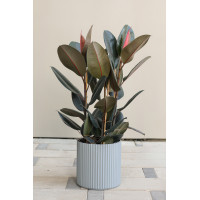 Фикус Эластика Абиджан в дизайнерском граненом кашпо