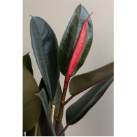 Фикус Эластика Абиджан в дизайнерском граненом кашпо