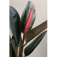 Сет 2-х Фикусов Эластика Абиджан в дизайнерских кашпо