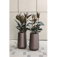 Сет 2-х Фикусов Эластика Абиджан в дизайнерских кашпо