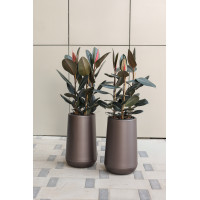 Сет 2-х Фикусов Эластика Абиджан в дизайнерских кашпо