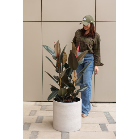 Фикус Эластика Абиджан в высоком кашпо