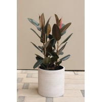 Фикус Эластика Абиджан в высоком кашпо