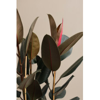 Фикус Эластика Абиджан в высоком кашпо