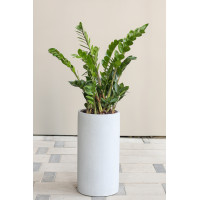 Замиокулькас в высоком бетонном кашпо-цилиндре