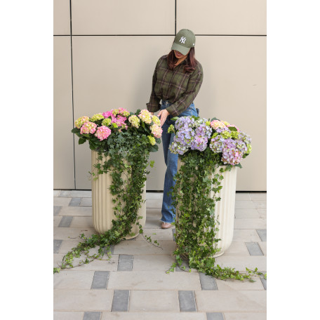 Сет 2-х композиций с гортензиями и плющем