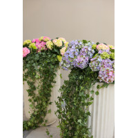 Сет 2-х композиций с гортензиями и плющем