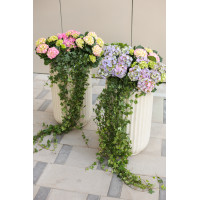 Сет 2-х композиций с гортензиями и плющем