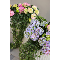 Сет 2-х композиций с гортензиями и плющем