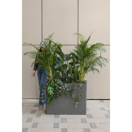 Сет экзотических растений в высоком прямоугольном кашпо 