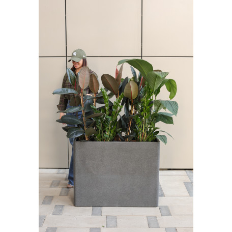 Сет с фикусами и замиокулькусом в высоком прямоугольном кашпо