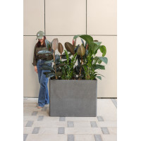 Сет с фикусами и замиокулькусом в высоком прямоугольном кашпо