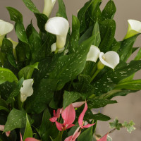 Композиция из комнатных растений с каллами, антуриумами и хедерой