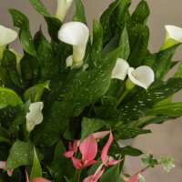 Композиция из комнатных растений с каллами, антуриумами и хедерой