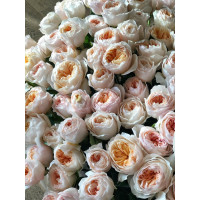 125 шикарных пионовидных роз в корзине